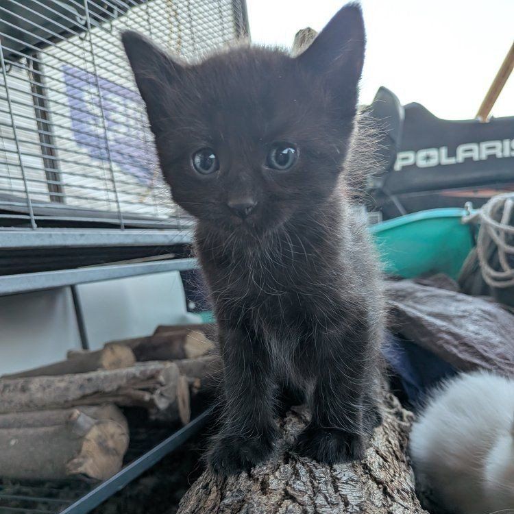 kittens