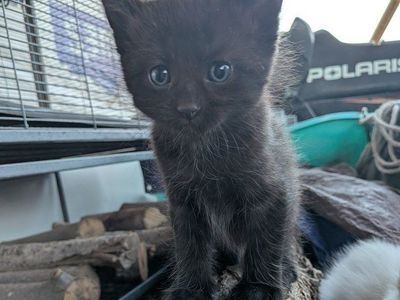kittens