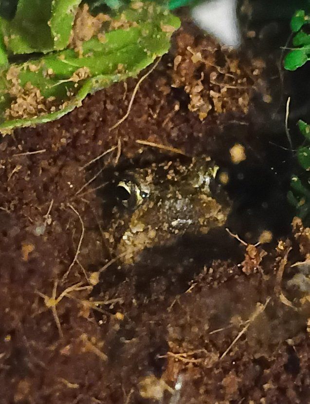 Madagascar rain frog