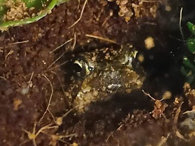 Madagascar rain frog