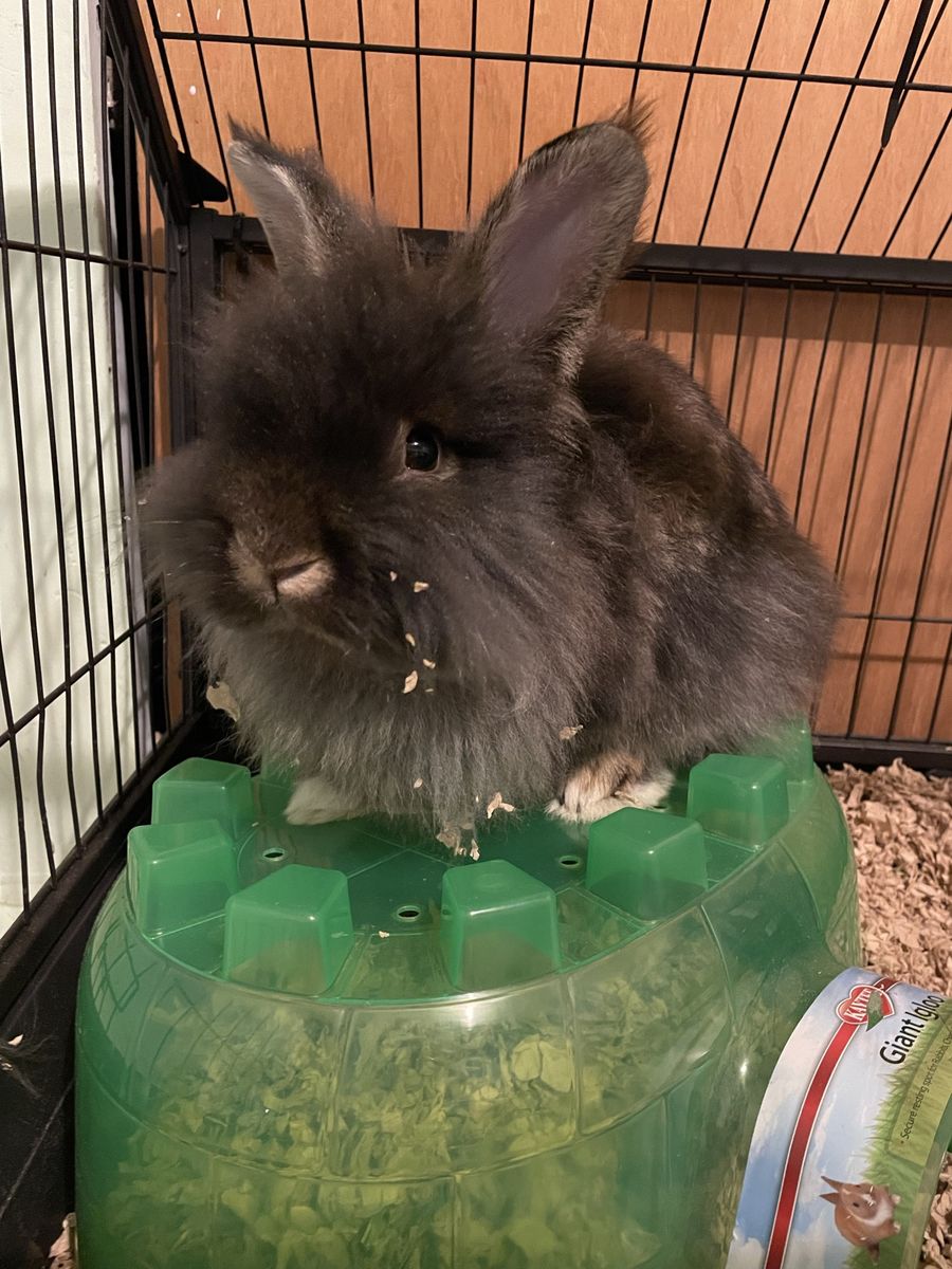 Male Lionhead Rabbit