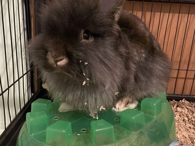Male Lionhead Rabbit