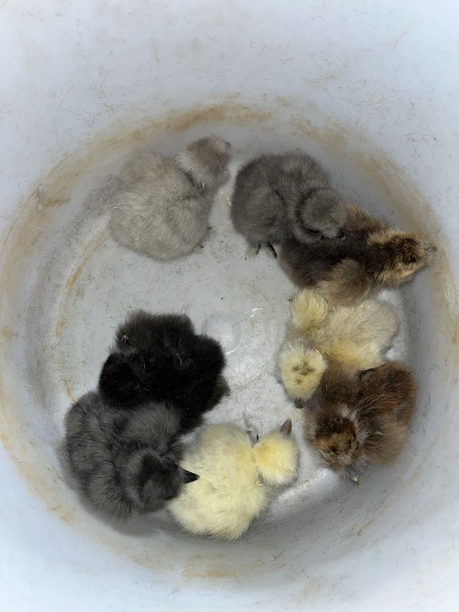 Showgirl Silkie Chicks SALE