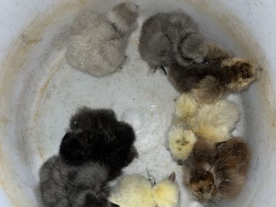 Showgirl Silkie Chicks SALE