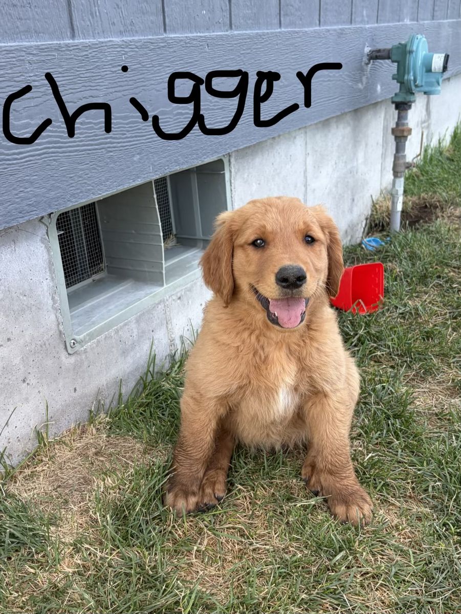 AKC Red Golden Retriever puppies