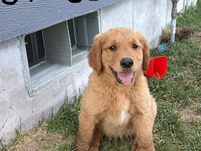 AKC Red Golden Retriever puppies