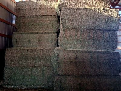1st Cutting premium 3x3 Alfalfa Hay Bales - Barn Stored