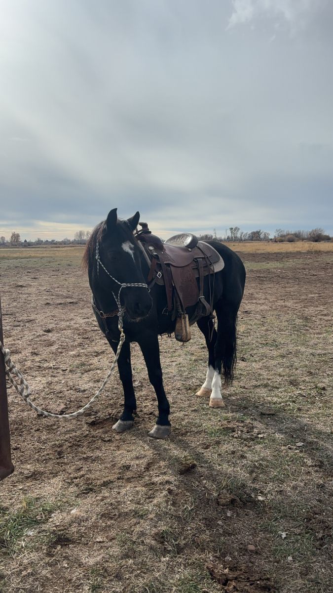 10yo Grade Gelding