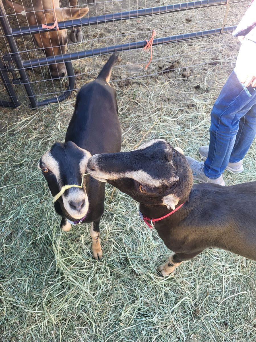 Lamancha Does