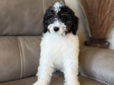 Teacup Bernedoodle Puppies ~Ready Now~