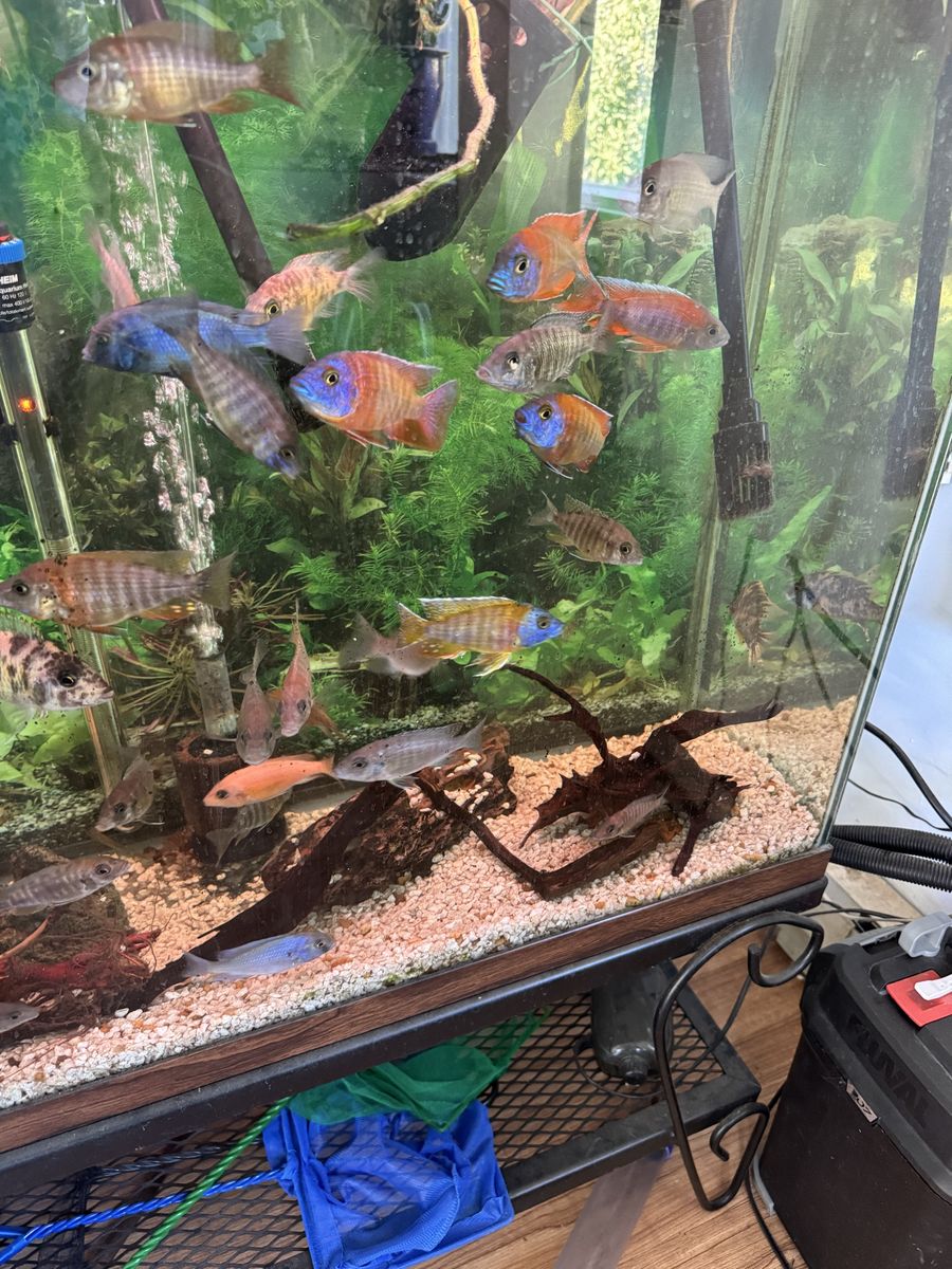 Assorted African Cichlid Fish - Vibrant, Healthy Freshwater Aquarium Fish