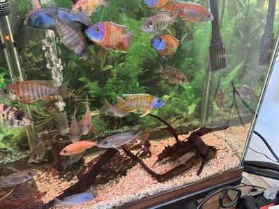 Assorted African Cichlid Fish - Vibrant, Healthy Freshwater Aquarium Fish