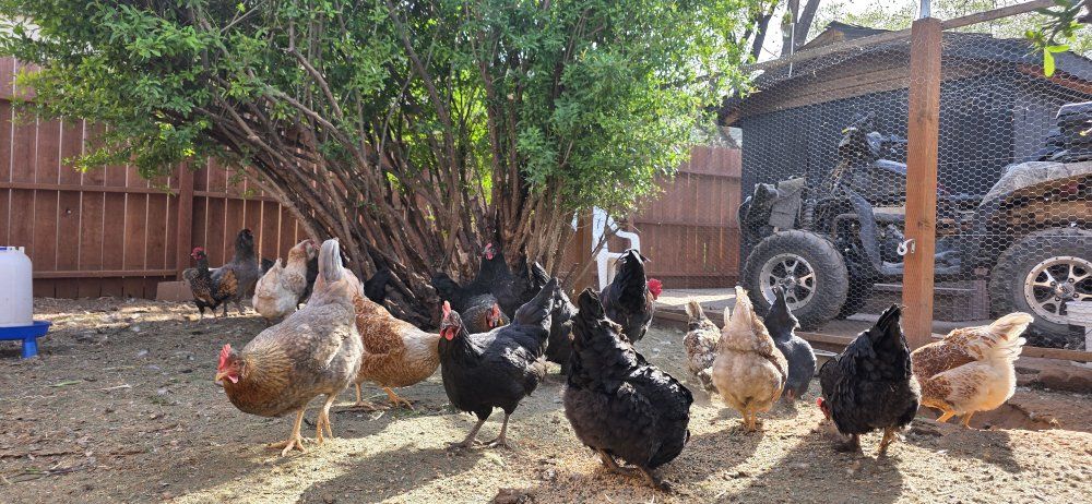 September-Born Pullets – Fresh Farm Eggs Daily!