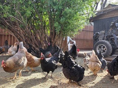 September-Born Pullets – Fresh Farm Eggs Daily!