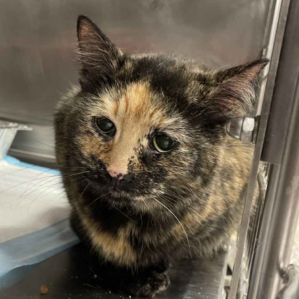 Hello my name is Fuji