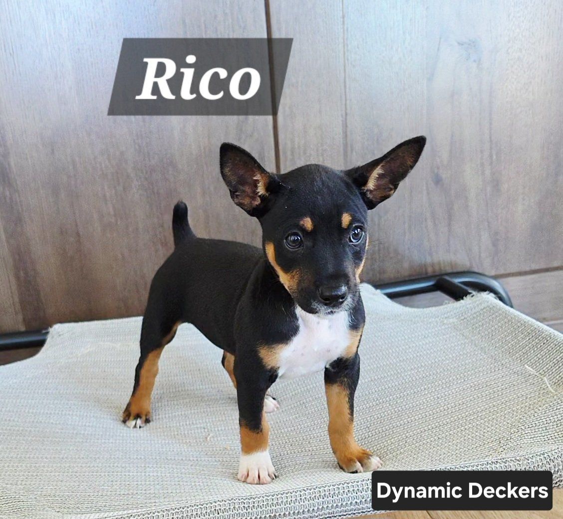 Purebred UKC Decker Terrier Puppies