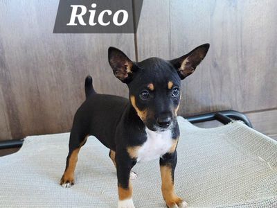 Purebred UKC Decker Terrier Puppies