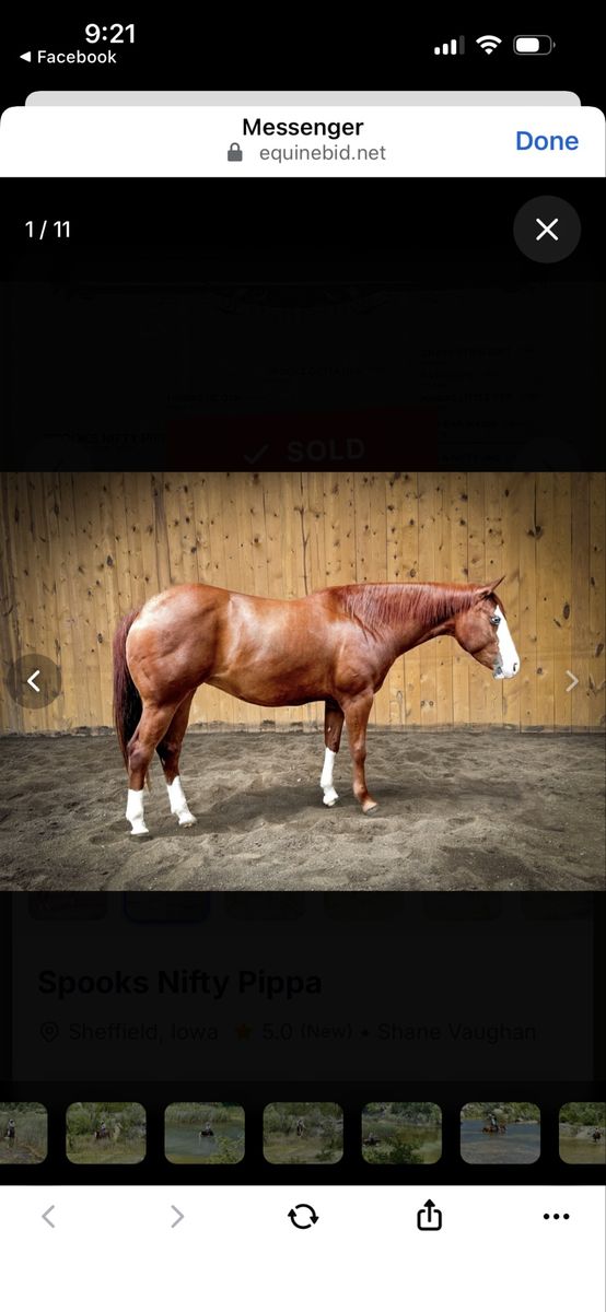 Spooks Nifty Pippa - Quarter Horse Mare, Chestnut