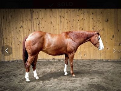 Spooks Nifty Pippa - Quarter Horse Mare, Chestnut