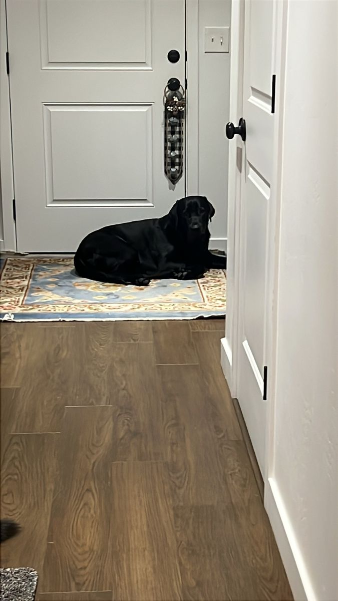 2 yr old pure bred black lab