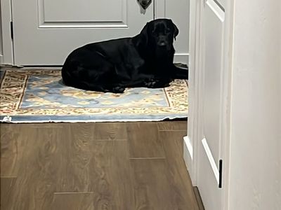 2 yr old pure bred black lab