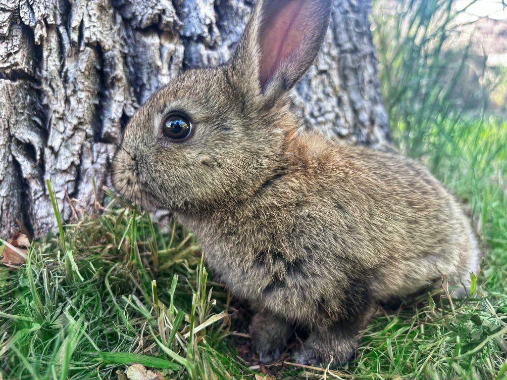 Baby bunny purebred Rex