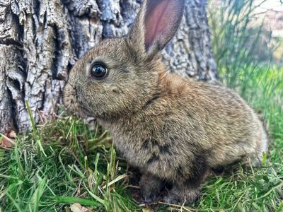 Baby bunny purebred Rex