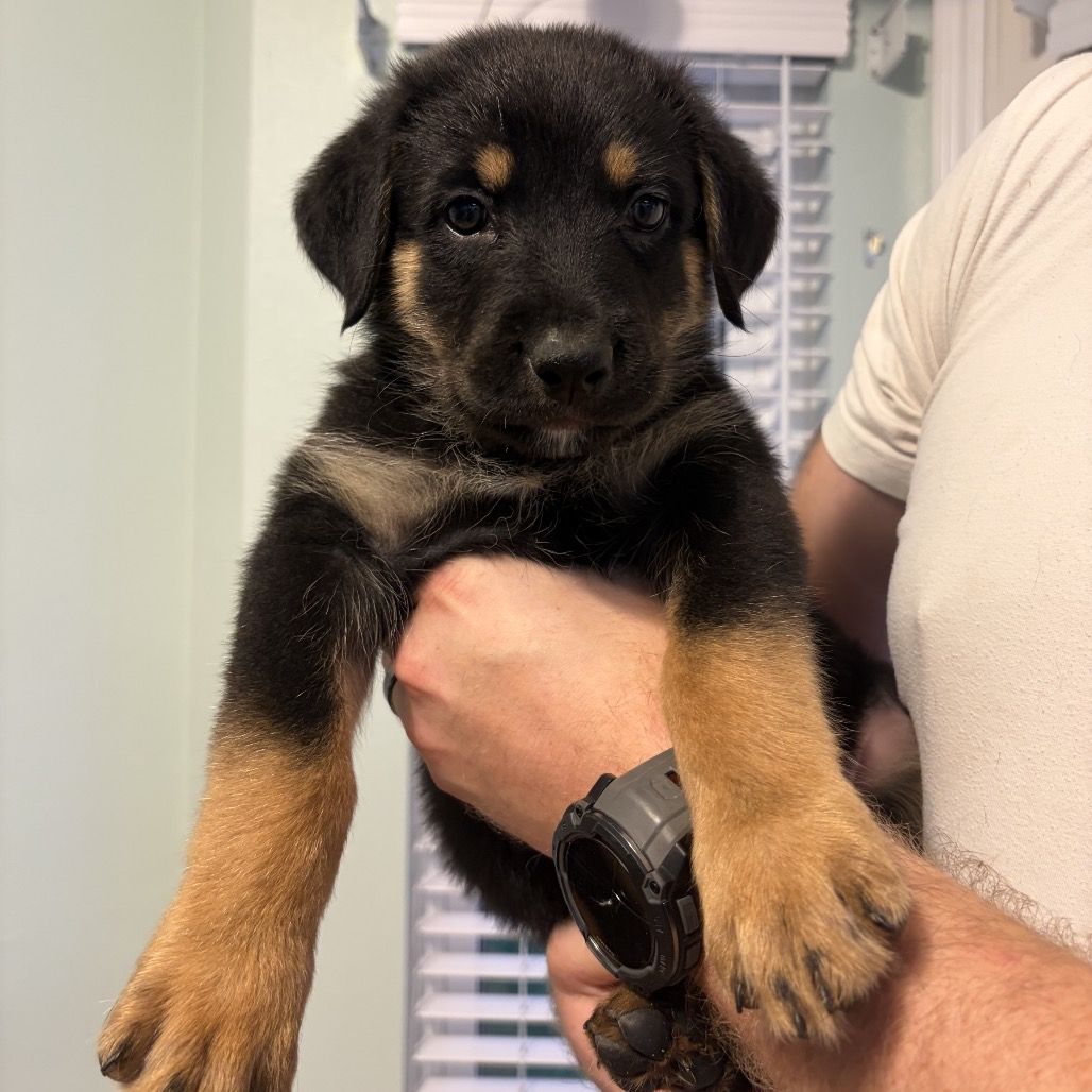 Hello my name is Phil (blue)