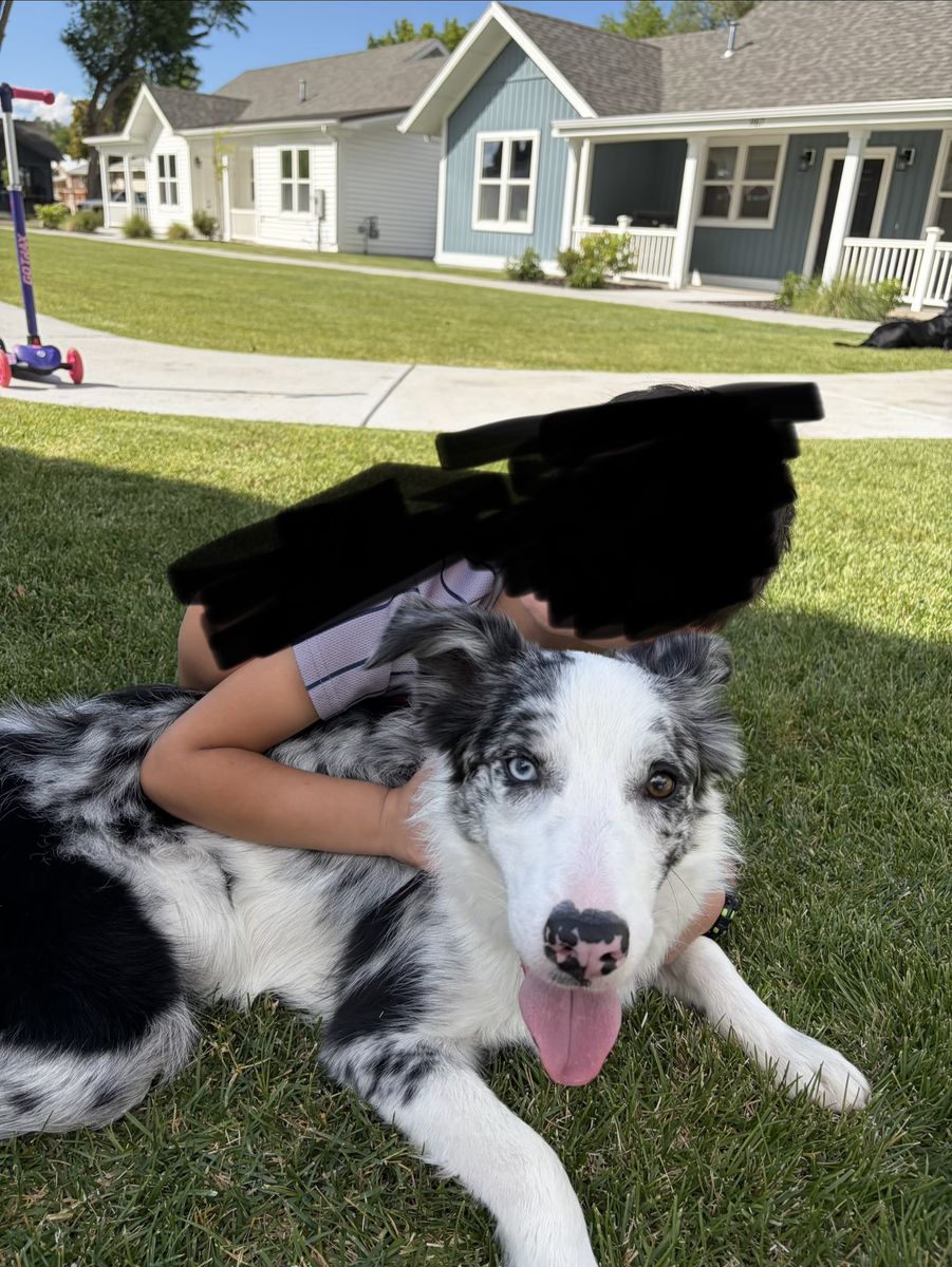 8 Month Old Australian Shepherd/ Border Collie Mix