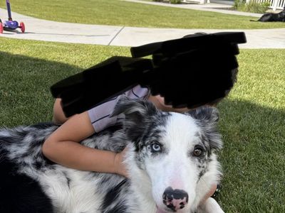 8 Month Old Australian Shepherd/ Border Collie Mix