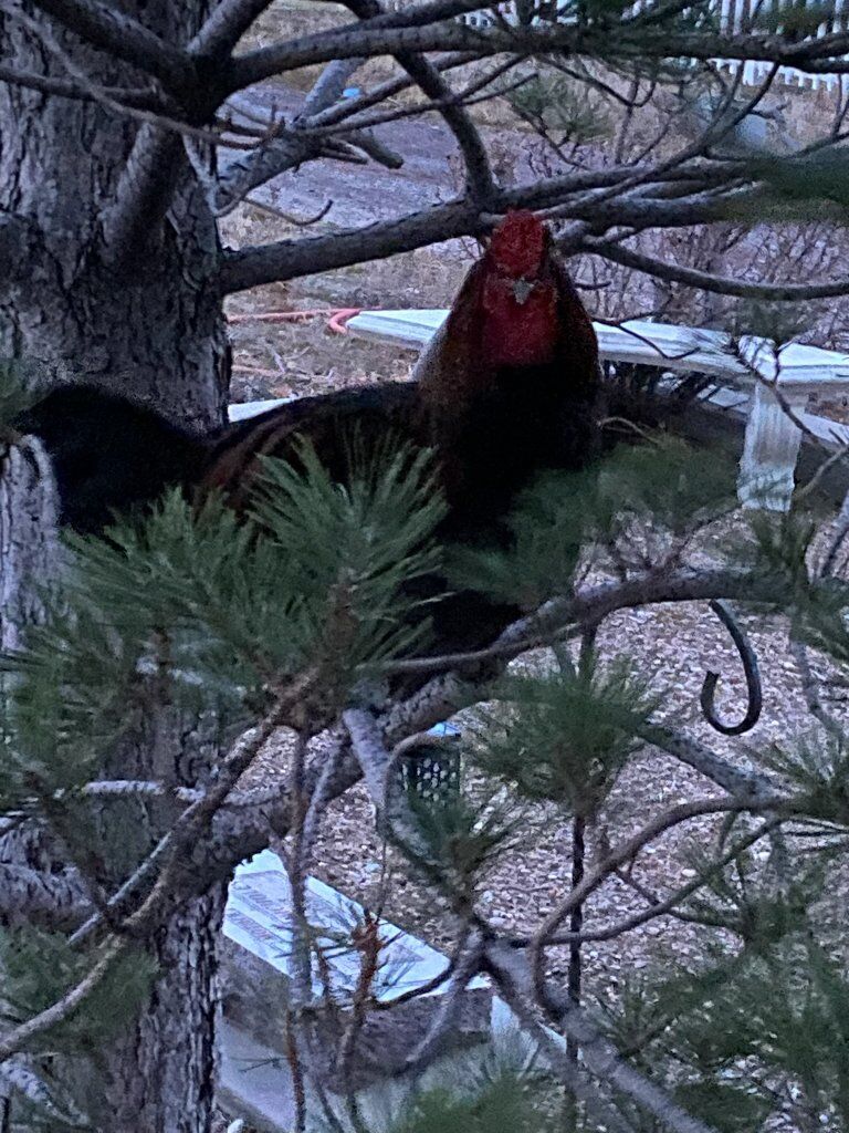 lost chicken at magna cemetery