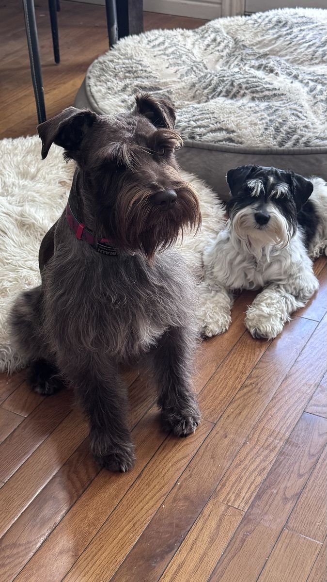 AKC mini schnauzer stud