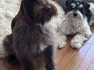 AKC mini schnauzer stud