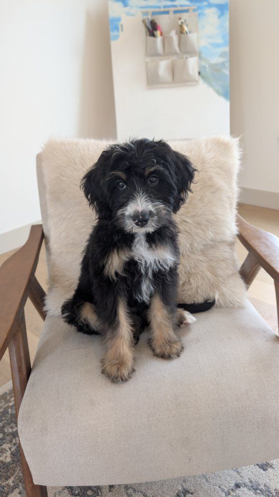 3rd Gen Bernedoodle! Super sweet and kid friendly! 