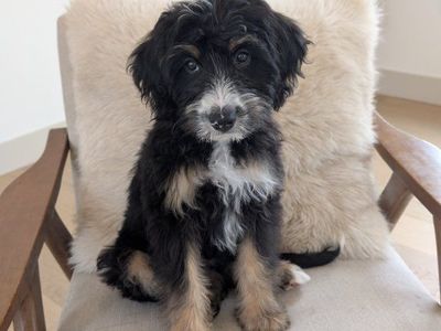 3rd Gen Bernedoodle! Super sweet and kid friendly!