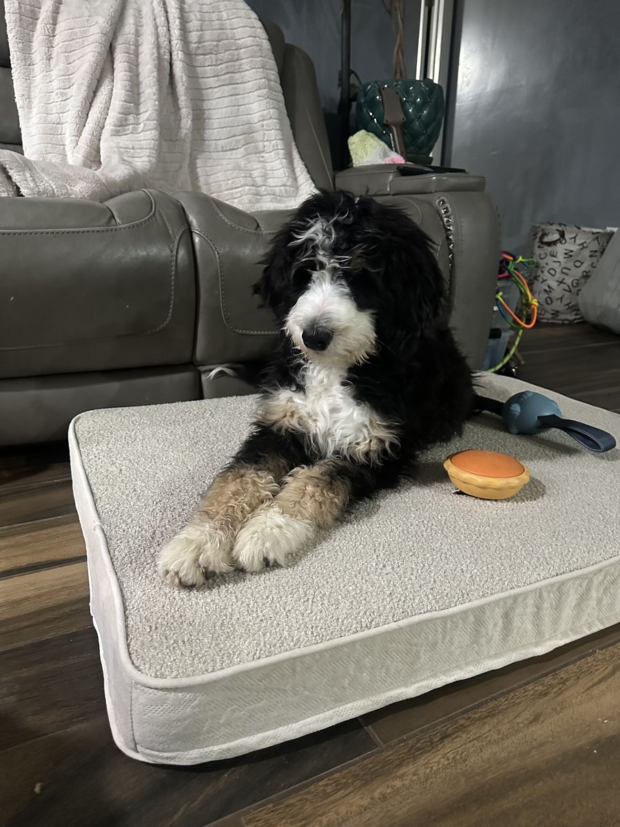 LARGE Bernedoodles (giant Teddy Bears)
