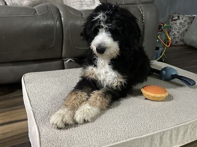 LARGE Bernedoodles (giant Teddy Bears)