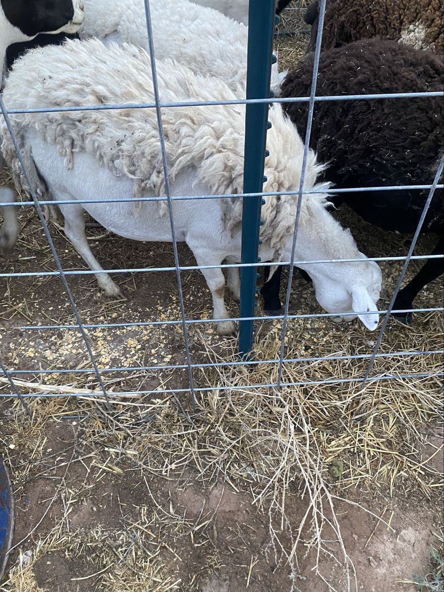 Hair Sheep -Royal White