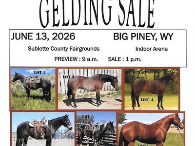 35 head of broke geldings sell June 13th
