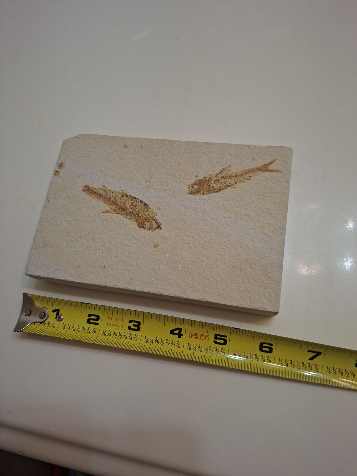 Two fish 100% Natural FISH Fossils From Fossil LAKE Wyoming