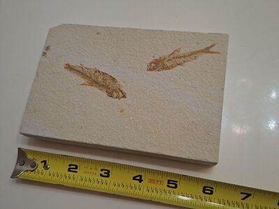 Two fish 100% Natural FISH Fossils From Fossil LAKE Wyoming