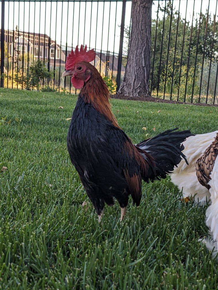 Rooster for sale