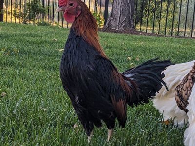 Rooster for sale