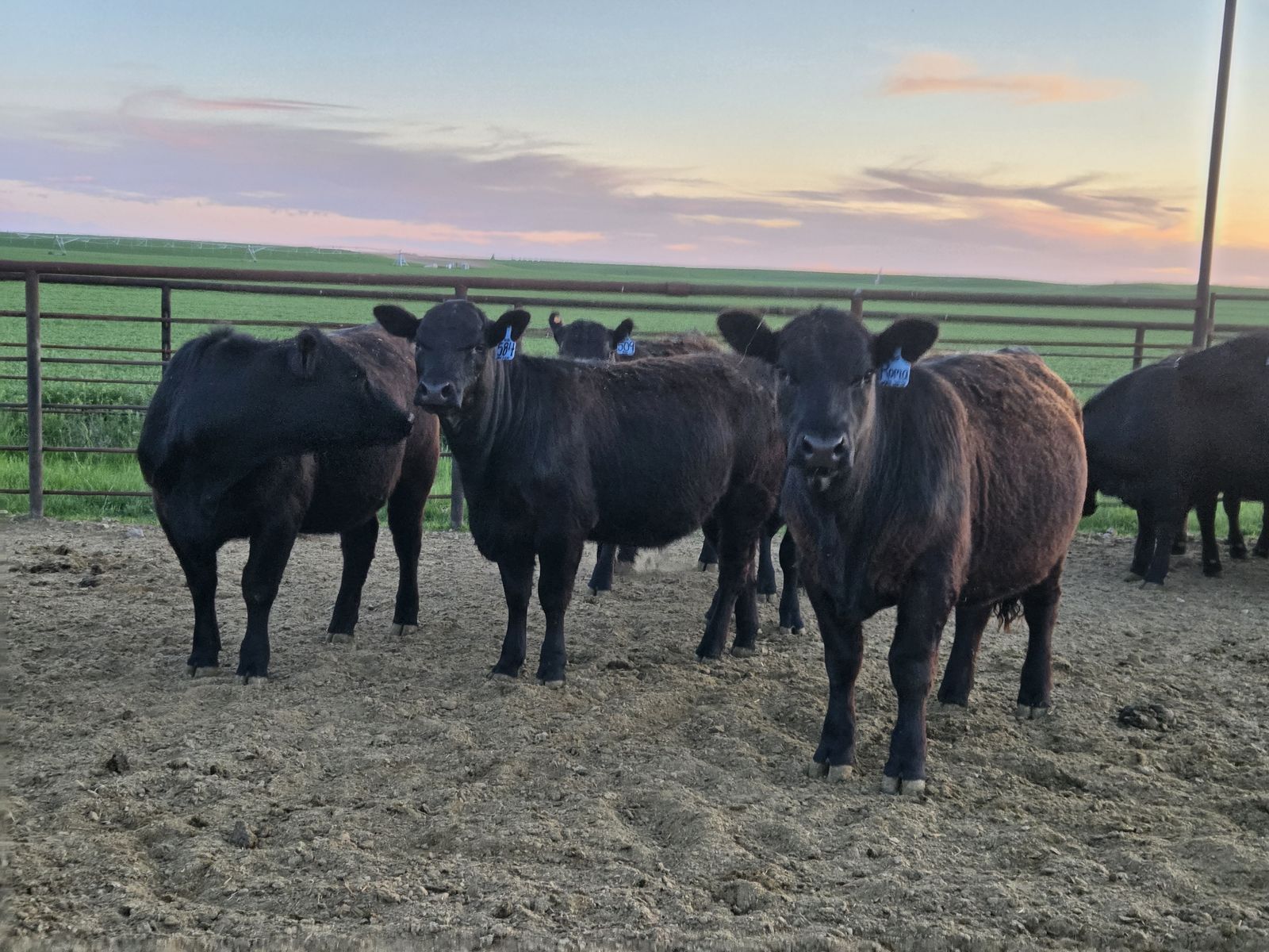 Open breeding heifers