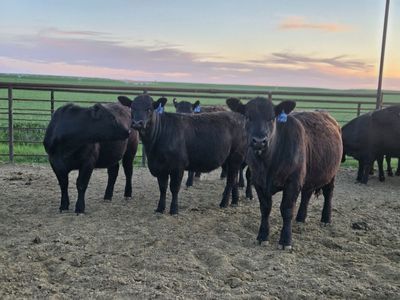 Open breeding heifers