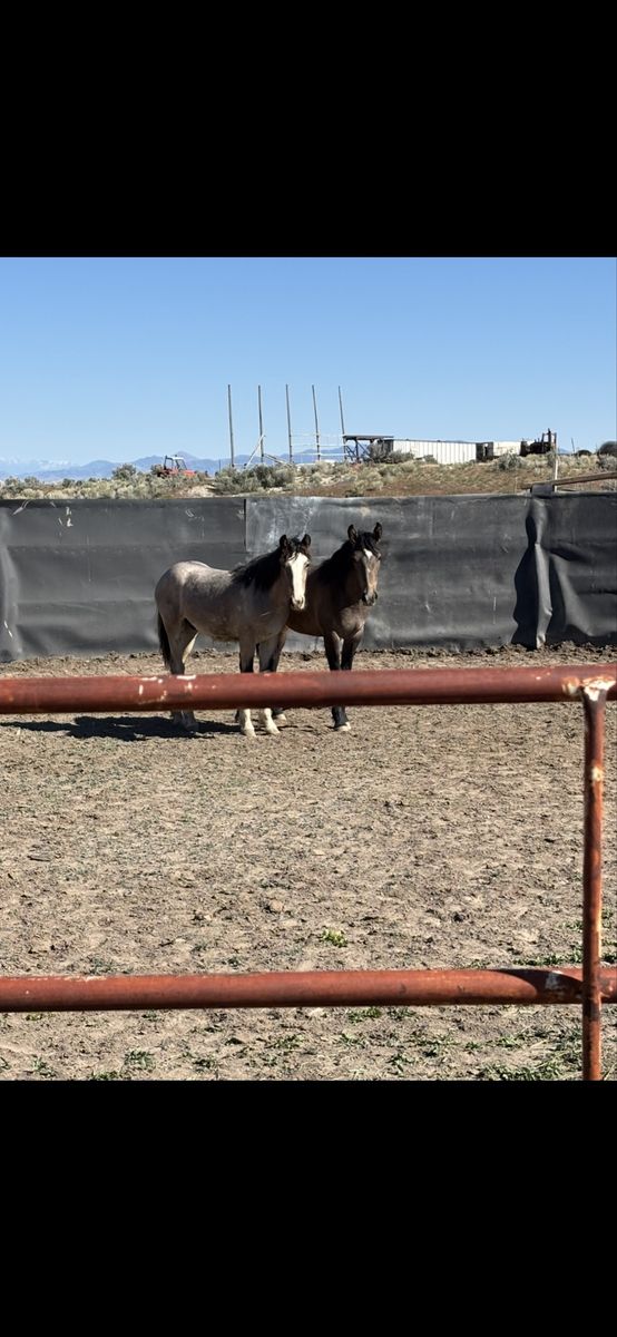 BLM Yearling Mustangs – Buy One or Buy Both