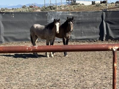 BLM Yearling Mustangs – Buy One or Buy Both