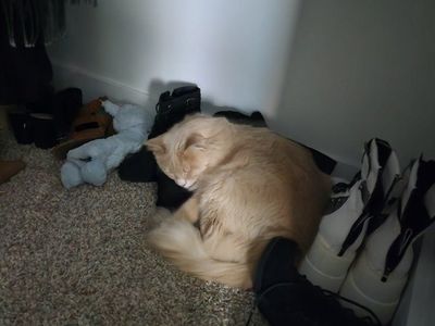 Cat for rehoming