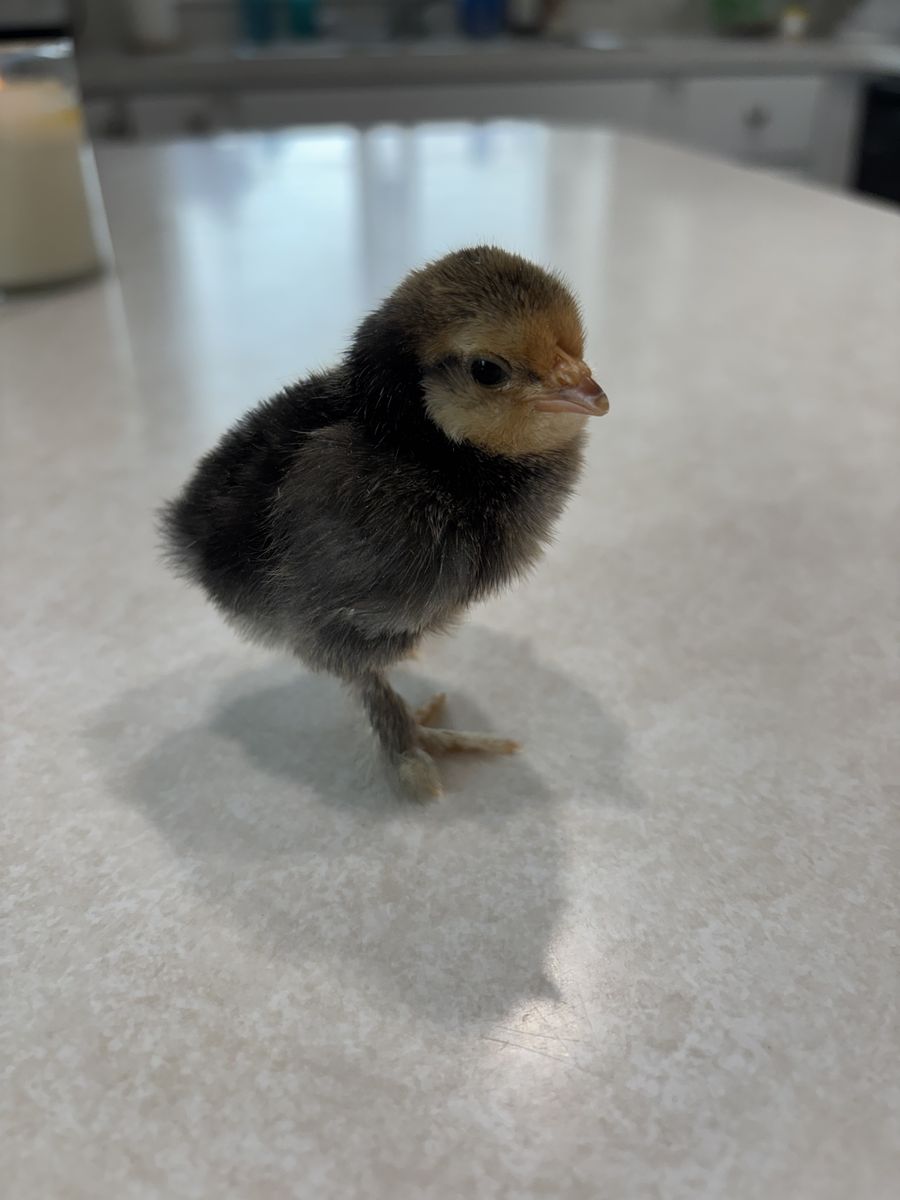 Mille Fleur D'Uccle Chicks