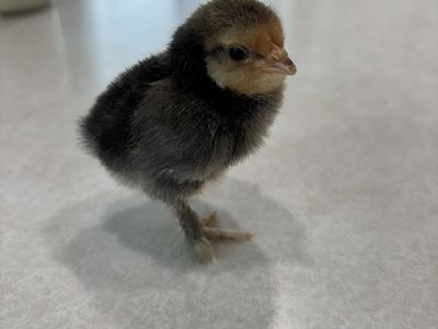 Mille Fleur D'Uccle Chicks